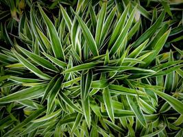 Beautiful close up photo of Spider plant or Chlorophytum comosum