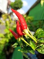 rojo chile pimientos en cerca arriba disparar foto