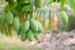 mango fruit on tree in orchard photo