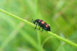 Red Bug or Trichodes apiarius photo