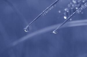 Macro Shoot from flower as background photo