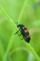 Red Bug or Trichodes apiarius photo