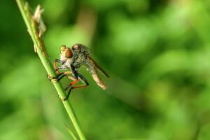 ladrón moscas o asilidae es encaramado en el rama de el ramita en arbusto zona foto