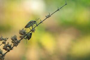 A Jewel Bug Scutelleridae is crawling on the branch of the bush photo