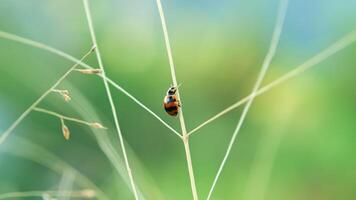 Ladybug or Small beetle Coccinellidae photo