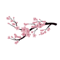 primavera sakura acquerello illustrazione png