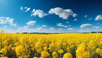 ai generado vibrante canola campos pintar el rural paisaje con verano belleza generado por ai foto