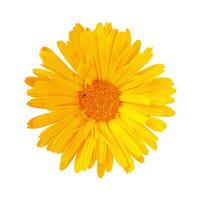 Calendula flower isolated on white background. Flat lay, top view. photo