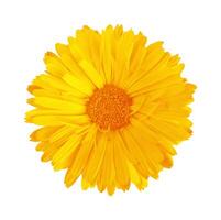 Calendula flower isolated on white background. Flat lay, top view. photo