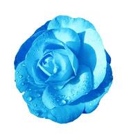 Blue flower isolated on white background. Clipping path included.  wet camellia photo