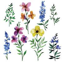 watercolor drawing, set with wild flowers vector