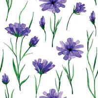 watercolor seamless pattern with wildflowers cornflowers vector