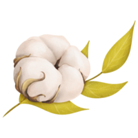 un composición presentando un delicado blanco algodón flor y un verde rama. para botánico ilustraciones floral preparativos primavera con temas de la naturaleza diseños, o Respetuoso del medio ambiente proyectos acuarela. png