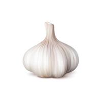 Ripe realistic whole garlic seasoning vegetable vector