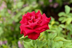 Single red rose grows in the garden. photo