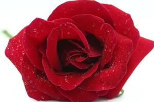 Red rose and water drops. photo