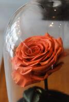 Orange rose in a flask. Long-lasting rose. photo