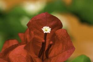 A macro,close up photography of beautiful flowering bougainvillea plant, The stamens, stigma and pistil cute Bougainvillea, Bougainvillea Spectabilis blossom. photo