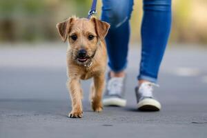 AI generated cute dog on a plain background wants to walk with young woman photo