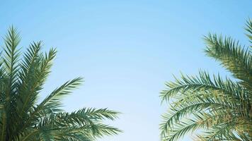 Summer background of Coconut Palm trees isolated on white background Row of trees in sunny day Natural background. palm leaves on the blue sky video