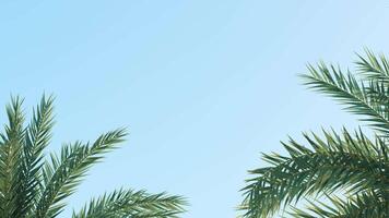 Summer background of Coconut Palm trees isolated on white background Row of trees in sunny day Natural background. palm leaves on the blue sky video