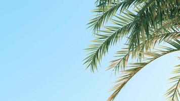 Summer background of Coconut Palm trees isolated on white background Row of trees in sunny day Natural background. palm leaves on the blue sky video