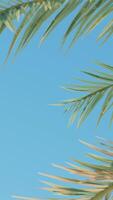 Summer background of Coconut Palm trees isolated on white background Row of trees in sunny day Natural background. palm leaves on the blue sky video