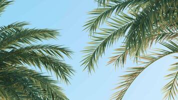 Summer background of Coconut Palm trees isolated on white background Row of trees in sunny day Natural background. palm leaves on the blue sky video