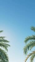 Summer background of Coconut Palm trees isolated on white background Row of trees in sunny day Natural background. palm leaves on the blue sky video