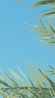 Summer background of Coconut Palm trees isolated on white background Row of trees in sunny day Natural background. palm leaves on the blue sky video