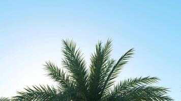 Summer background of Coconut Palm trees isolated on white background Row of trees in sunny day Natural background. palm leaves on the blue sky video