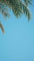 Summer background of Coconut Palm trees isolated on white background Row of trees in sunny day Natural background. palm leaves on the blue sky video