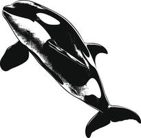 AI generated Silhouette the orca or killer whale black color only vector