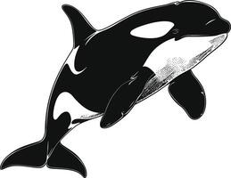 AI generated Silhouette the orca or killer whale black color only vector