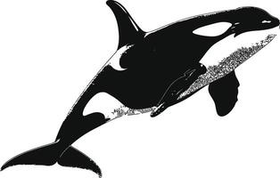 AI generated Silhouette the orca or killer whale black color only vector