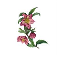 Hellebore with leaves. Helleborus branch. Spring flower. Watercolor illustration. vector