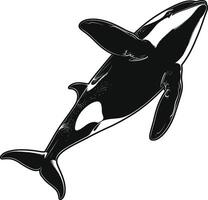 AI generated Silhouette the orca or killer whale black color only vector