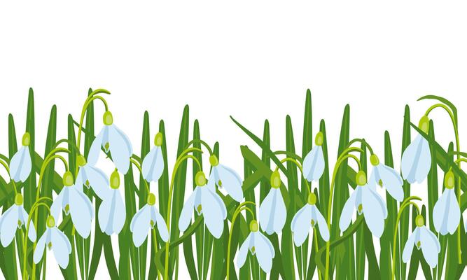 vector illustration of Easter theme, seamless border with bouquet of spring flowers snowdrops, white flowers, buds and leaves, spring party illustration on white background