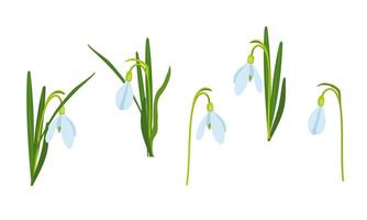 vector illustration of Easter theme, bouquet and part of spring flowers snowdrops, white flowers, buds and leaves, spring party illustration on white background