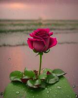 a single rose is standing in the rain on a leaf photo