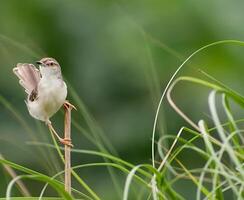 a small bird is standing on a stick in the grass photo