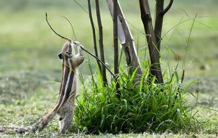 un ardilla es en pie en el césped cerca un árbol foto