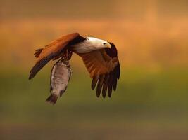 an eagle is flying over a lake with a fish in its talons photo