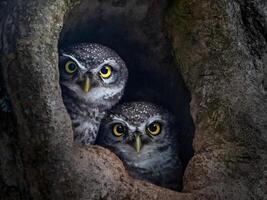 two owls are sitting in a hollow tree photo