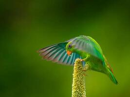 a green parrot is perched on top of a plant photo