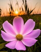 a single pink flower is in the foreground of a sunset photo