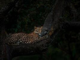 a leopard resting on a tree branch in the dark photo