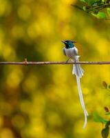 a bird with long tail sitting on a wire photo