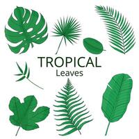 Tropical leaves green color set with banana, mostera, palm. Hand drawn isolated elements vector