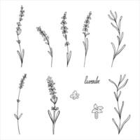 Lavender flower set of floral hand drawn isolated elements in sketch doodle style vector
